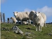 Sheep on Mountainside